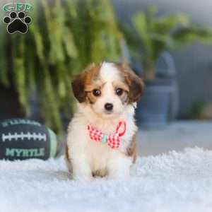 Scout, Cavachon Puppy